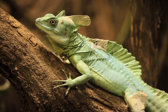 Frontal lobe basilisk (Basiliscus plumifrons), adult, on tree, foraging, vigilant, Central America, captive