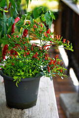 Thai Chilli am Balkon im Topf