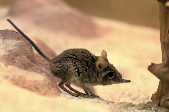 Rufous elephant shrew (Galegeeska rufescens), adult, on ground, foraging, alert, East Africa