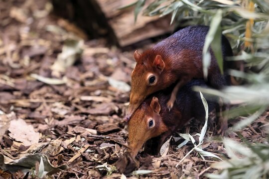 Red-shouldered proboscis dog (Rhynchocyon petersi), proboscis jumper, adult, mating, pair, two, East Africa, Africa, captive