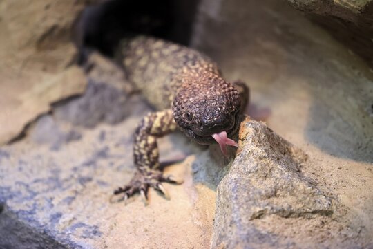 Scorpion crust lizard (Heloderma horridum), adult, portrait, on ground, nocturnal, lambing, Mexico, North America, captive