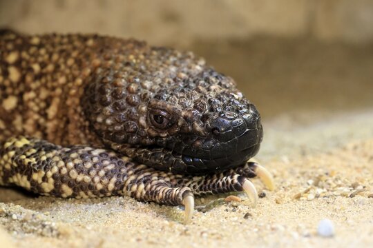 Scorpion crust lizard (Heloderma horridum), adult, portrait, on ground, nocturnal, Mexico, North America, captive