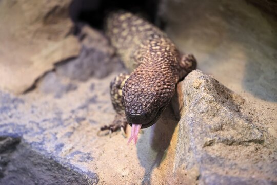 Scorpion crust lizard (Heloderma horridum), adult, portrait, on ground, nocturnal, lambing, Mexico, North America, captive