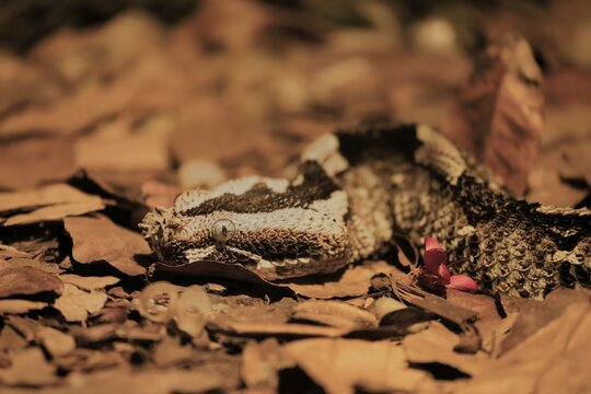 Rhinoceros viper (Bitis nasicornis), adult, foraging, vigilant, ground, West Africa, Africa, captive