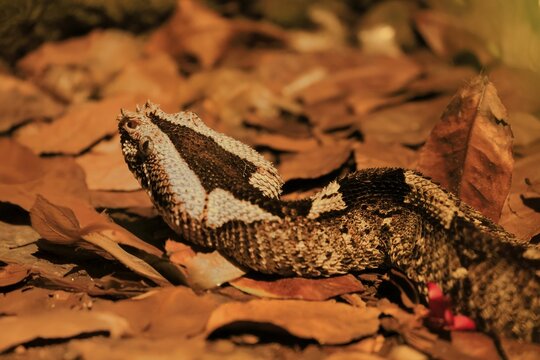 Rhinoceros viper (Bitis nasicornis), adult, foraging, vigilant, ground, West Africa, Africa, captive