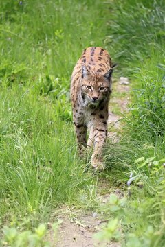 Carpathian lynx (Lynx lynx carpathicus), adult, stalking, foraging, vigilant, Bavarian Forest, Bavaria, Germany, Europe, captive