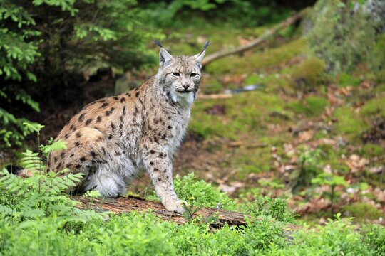 Carpathian lynx (Lynx lynx carpathicus), adult, alert, sitting, Bavarian Forest, Bavaria, Germany, Europe, captive