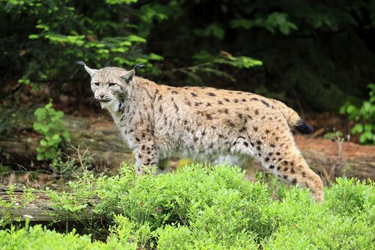 Carpathian lynx (Lynx lynx carpathicus), adult, vigilant, foraging, Bavarian Forest, Bavaria, Germany, Europe, captive