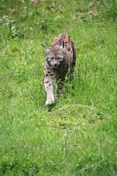 Carpathian lynx (Lynx lynx carpathicus), adult, stalking, foraging, vigilant, Bavarian Forest, Bavaria, Germany, Europe, captive