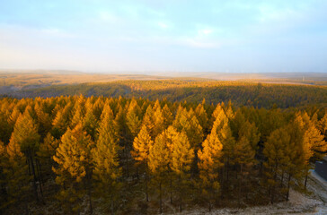 Fototapeta premium Sunrise scenery over artificial pine forest at Ulan Butong Saihanba, China