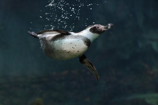 Humboldt Penguin (Spheniscus humboldti), Humboldt Penguin, adult, in the water, swimming, foraging, captive, Pacific coast, Chile, South America