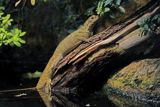 Ambon sailing lizard (Hydrosaurus amboinensis), adult, female, on land, on water, tree trunk, Southeast Asia