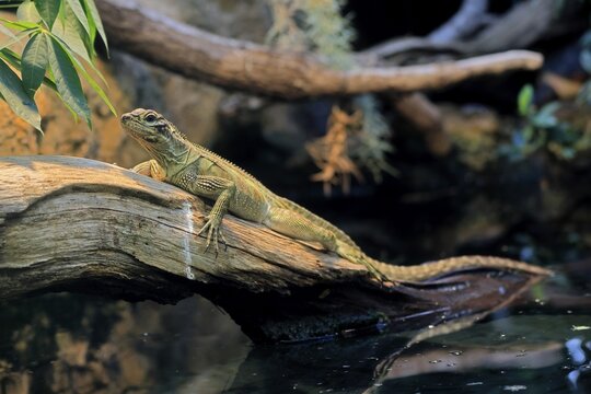 Ambon sailing lizard (Hydrosaurus amboinensis), adult, female, on land, on water, tree trunk, Southeast Asia