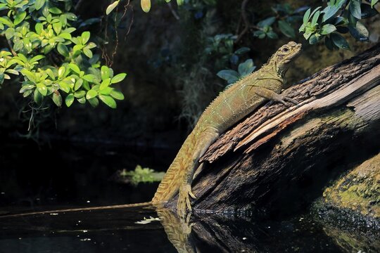 Ambon sailing lizard (Hydrosaurus amboinensis), adult, female, on land, on water, tree trunk, Southeast Asia