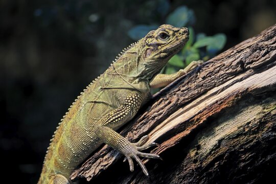 Ambon sailing lizard (Hydrosaurus amboinensis), adult, female, on land, on water, tree trunk, portrait, Southeast Asia