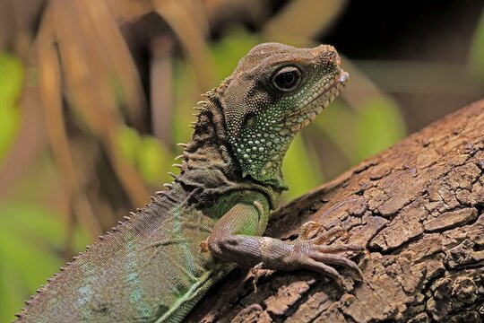 Green water dragon (Physignathus cocincinus), adult, on tree, alert, portrait, Southeast Asia, captive