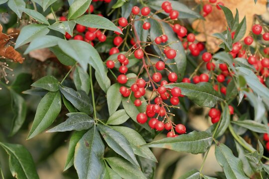 Sky bamboo (Nandina domestica) shrub, berries, fruits, red, barberry plant, evergreen, in autumn, Rhineland-Palatinate, Germany, Europe, Germany