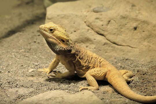 Bearded dragon (Pogona), adult, foraging, on the ground, Australia
