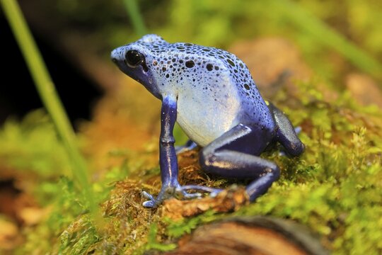 Blue poison dart frog (Dendrobates tinctorius), Blue poison dart frog, adult, alert, South America