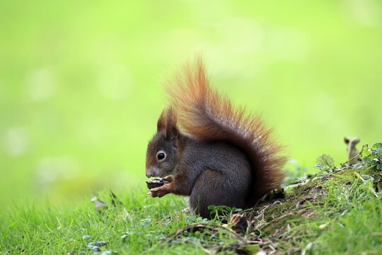 Squirrel (Sciurus vulgaris), adult, in a meadow, eating, with food, walnut, Mannheim, Germany