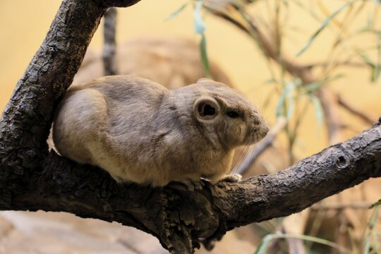 Common gundi (Ctenodactylus gundi), adult, on tree, alert, North Africa