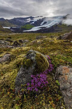 Arctic thyme (Thymus praecox ssp. arcticus), pink flowers, mosses, glacier tongue behind, glacier, cloudy, summer, Fallj&ouml;kull, Skaftafell National Park, Iceland