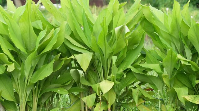 Close-up of the young turmeric plants on the field