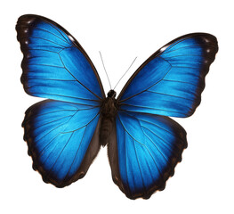 Obraz premium Blue morpho butterfly with iridescent blue wings