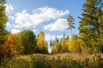 Autumn golden landscape with old clearing through forest to overgrown dry grass field