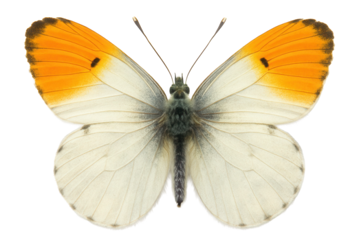 Orange tip butterfly with white wings and orange tips