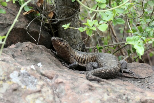Giant striped shield lizard (Matobosaurus validus), adult, on the ground, foraging, Kruger, Kruger National Park, South Africa