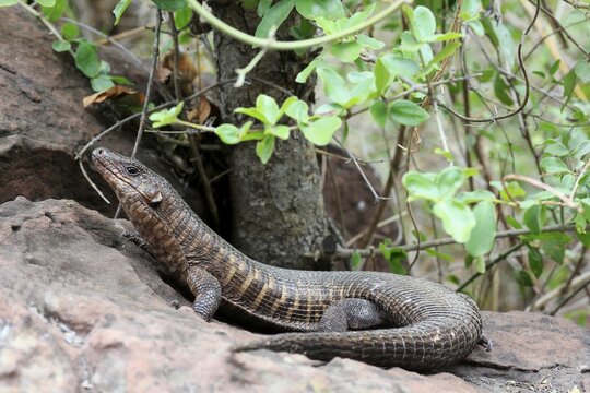 Giant striped shield lizard (Matobosaurus validus), adult, on the ground, foraging, Kruger, Kruger National Park, South Africa