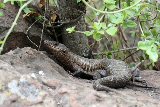 Giant striped shield lizard (Matobosaurus validus), adult, on the ground, foraging, Kruger, Kruger National Park, South Africa