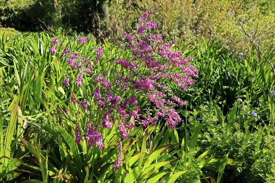 Polygala virgata, Purpurginster, flower, flowering, shrub, Kirstenbosch Botanical Gardens, Cape Town, South Africa