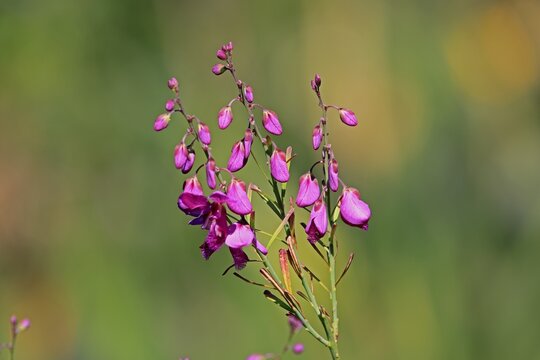 Polygala virgata, Purpurginster, flower, flowering, shrub, Kirstenbosch Botanical Gardens, Cape Town, South Africa