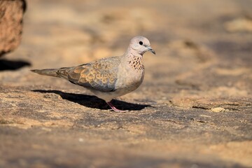 Palm Pigeon (Spilopelia senegalensis), adult, on the ground, foraging, Mountain Zebra National Park, Eastern Cape, South Africa