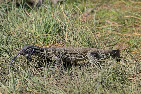 Nile monitor lizard (Varanus niloticus), adult, foraging, tongues, Kruger, Kruger National Park, South Africa