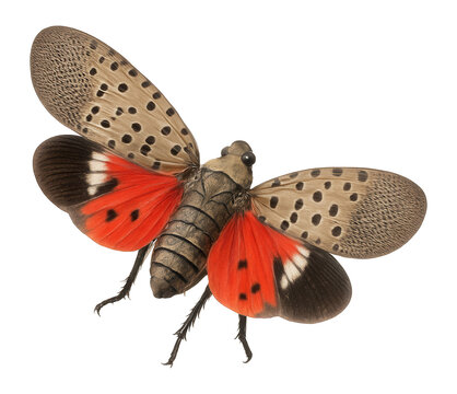 Spotted lanternfly with gray wings and red underwings