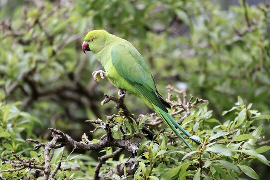 Collared Conure (Psittacula krameri), Alexander's Conure, adult, male, on tree, feeding, with food, Western Cape, South Africa