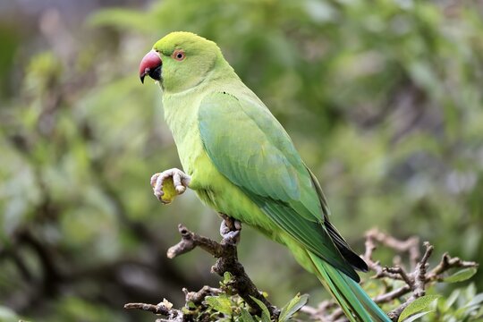 Collared Conure (Psittacula krameri), Alexander's Conure, adult, male, on tree, feeding, with food, Western Cape, South Africa