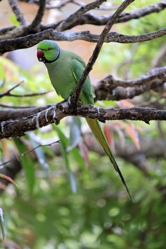 Collared Conure (Psittacula krameri), Alexander's Conure, adult male, on tree, Western Cape, South Africa