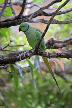 Collared Conure (Psittacula krameri), Alexander's Conure, adult male, on tree, Western Cape, South Africa
