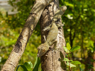 Obraz premium Leaf -Tailed Gecko is well camouflaged on a tree trunk in the forests of Madagascar