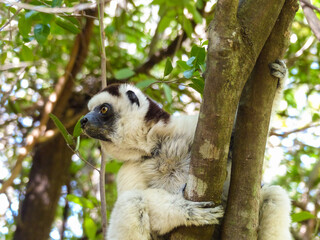 Indri Lemur Perched on a tree in the forest canopy in Madagascar