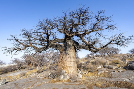 Large baobab tree, African baobab or baobab tree (Adansonia digitata), Kubu Island (Lekubu), Sowa Pan, Makgadikgadi salt pans, Botswana