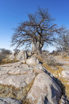 African baobab or baobab tree (Adansonia digitata), between round rocks, Kubu Island (Lekubu), Sowa Pan, Makgadikgadi salt pans, Botswana