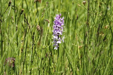 Moorland spotted orchid (Dactylorhiza maculata), also known as spotted fingerwort, Oberstdorf, Oberallgäu, Allgäu, Bavaria, Germany