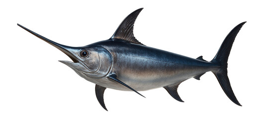 Swordfish with elongated bill and streamlined body