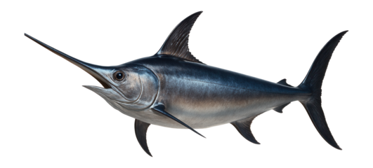 Swordfish with elongated bill and streamlined body