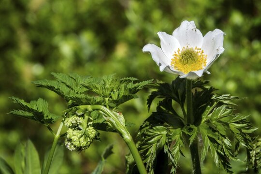 Alpine pasque flower (Pulsatilla alpina), also known as Alpine anemone, Oberstdorf, Oberallg&auml;u, Allg&auml;u, Bavaria, Germany